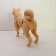 1645777468524.jpg Shiba inu BJD
