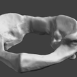 1.png Human Atlas Vertebra (C1)