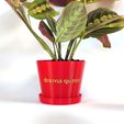 dramaqueen-zoomedout.jpg "Drama Queen" Plant Pot - With or Without Drainage and Saucer