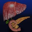 hepato-biliary-tract-pancreas-gallbladder-3d-model-blend-12.jpg Hepato biliary tract pancreas gallbladder 3D model