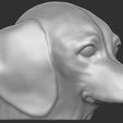 6.jpg Puppy of Dachshund dog head for 3D printing