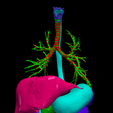 18.png 3D Model of Cardiovascular System, Thorax and Abdomen