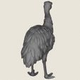 Emu-Bird-08.jpg エミュー・バード