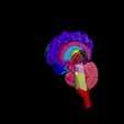 12.png.21c00ba7800f0a3bb8179e7ccec30d82.png 3D Model of Human Brain - Right Hemisphere