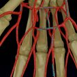 ps12.jpg Upper limb arteries axilla arm forearm 3D model