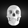Screenshot-2022-05-31-at-21.12.58.png Perfect anatomic human skull model