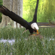 0_00034.png Eagle Eagle - DOWNLOAD Eagle 3d Model - Animated for Blender-Fbx-Unity-Maya-Unreal-C4d-3ds Max - 3D Printing Eagle Eagle BIRD - DINOSAUR - POKÉMON - PREDATOR - SKY - MONSTER