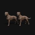 Rottweiler_standing_1.jpg Rottweiler dog standing - pre supported
