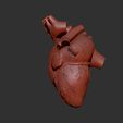 4.jpg HUMAN HEART