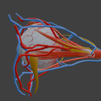 2.png 3D Model of Complete Eye Anatomy