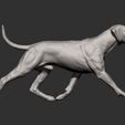 rhodesian-ridgeback-running14.jpg rhodesian ridgeback running 3D printed model