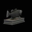Peacock-Bass-statue-box-1-2-21.png fish Peacock bass (Cichla ocellaris) fish in motion base box for 3D printing