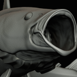 coalfish-open-mouth-statue-box-73.png COALFISH / POLLACHIUS VIRENS trophy with storage space for 3d printing