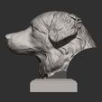 australian-shepherd7.jpg Australian shepherd bust 3D print model