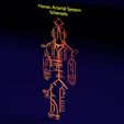 PS0001.jpg Human arterial system schematic 3D