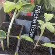 IMG_20240416_190439.jpg Labels for plants or seedlings!