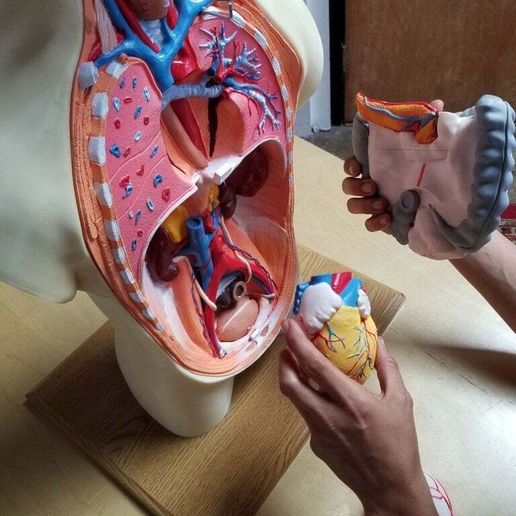 20190707_1719356.jpg Modelo de torso de anatomía humana