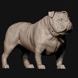 18.jpg Bulldog model 3D print model
