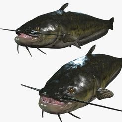portada-2.jpg Catfish FISH ANIMAL SEA 3D MODEL 3D - FISH