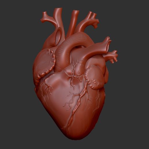 HUMAN HEART❤️ 3D model