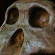 boisei-04.jpg Paranthropus boisei skull (Australopithecus)