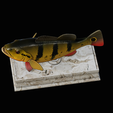 Peacock-Bass-statue-box-1-2-10.png fish Peacock bass (Cichla ocellaris) fish in motion base box for 3D printing