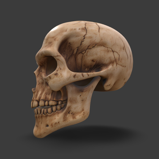 Skull