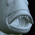 Dentex-mouth-statue-67.png fish Common dentex / dentex dentex open mouth statue detailed texture for 3d printing