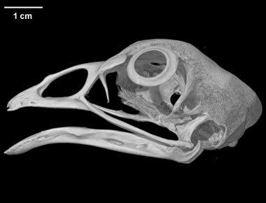 Gallus gallus, Domestic Chicken