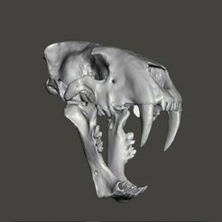 homotherium-latera-1.jpg STL file Sabertooth cat Homotherium skull・3D printer model to download