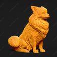 3535-Chihuahua_Long_Coat_Pose_04.jpg Chihuahua Long Coat Dog 3D Print Model Pose 04