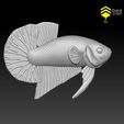 BettaV2_9.jpg Betta Fish 2 - Ready for 3D print
