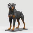 Rottweiler.jpg Rottweiler – Loyal and Powerful 3D Model