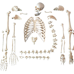 guars.png Skeleton bone by bone / Esqueleto hueso por hueso / Skeleton bone by bone