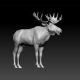 moo1.jpg Eurasian Elk  - aka -Moose - Acles