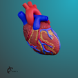 3.png Heart Anatomy For Education