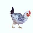 EE.jpg CHICKEN CHICKEN - DOWNLOAD CHICKEN 3d Model - animated for Blender-Fbx-Unity-Maya-Unreal-C4d-3ds Max - 3D Printing HEN hen, chicken, fowl, coward, sissy, funk- BIRD - POKÉMON - GARDEN