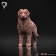 Bernese-Mountain-Dog-Pose-02-Dog-3D-Print-10s.jpeg Bernese Mountain Dog 3D Print Model Pose 02