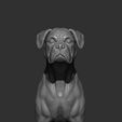 boxer15.jpg Boxer dog 3D print model