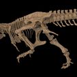 untitled.70.jpg Tyrannosaurus T-rex skeleton