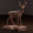 deer-front.png Archivo 3D Ciervo de cola blanca・Diseño imprimible en 3D para descargar