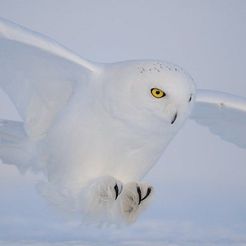 sneeuwuil.jpg Snow Owl (Hedwig)