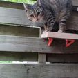 IMG_20200418_192913.jpg Cat stairs fence