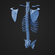 T_Parts_3.png Pièces du squelette du torse