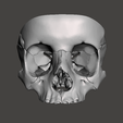 Captura-3.png STL file Detailed Hollow Skull / Cráneo Hueco Detallado / Detailed Hollow Skull・Model to download and 3D print
