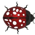 3a69ed69a6f6fa68ccb089439a0dcb64_preview_featured.JPG ladybird decoration