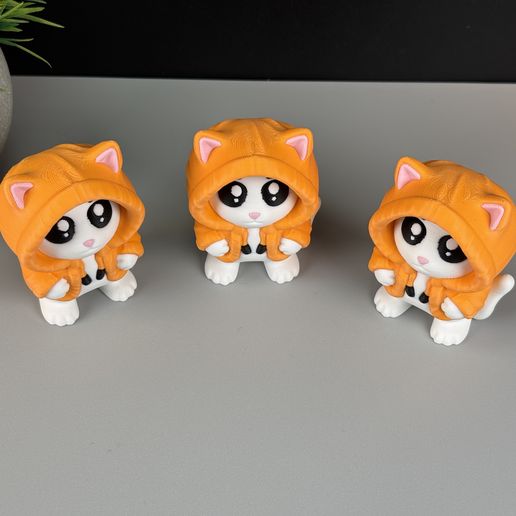 IMG_4987.jpg Gato con capucha