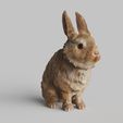 Rabbit-Sit.1688.jpg Bunny Rabbit Sitting Pose- TOOLS ,GARDENING SERIES