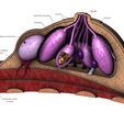 BREAST-02.JPG Anatomical female breasts model with common diseases