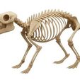 WhatsApp-Image-2025-09-22-at-18.24.29.jpeg capybara skeleton